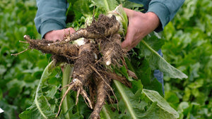 Chicory Root